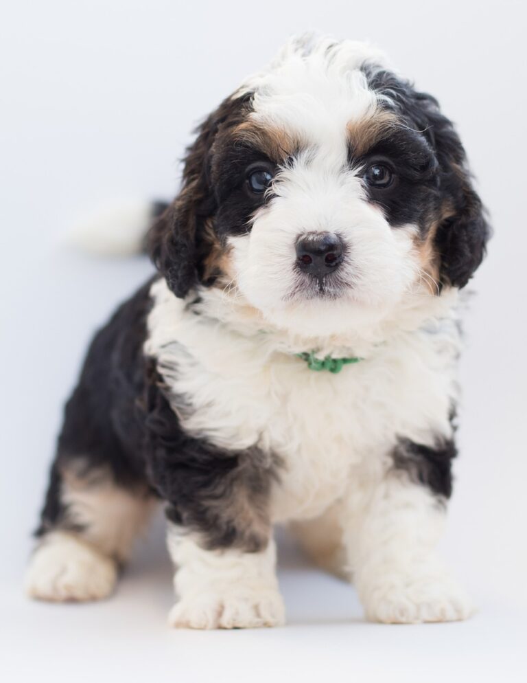 bernedoodle, dog, puppy-3710338.jpg