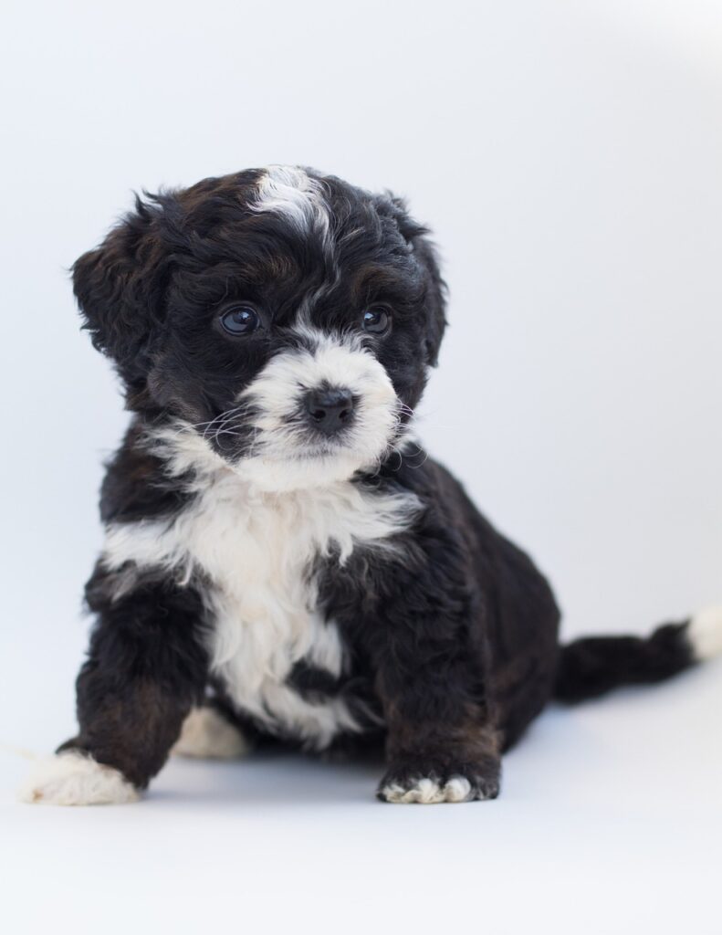 bernedoodle, dog, puppy-3710348.jpg